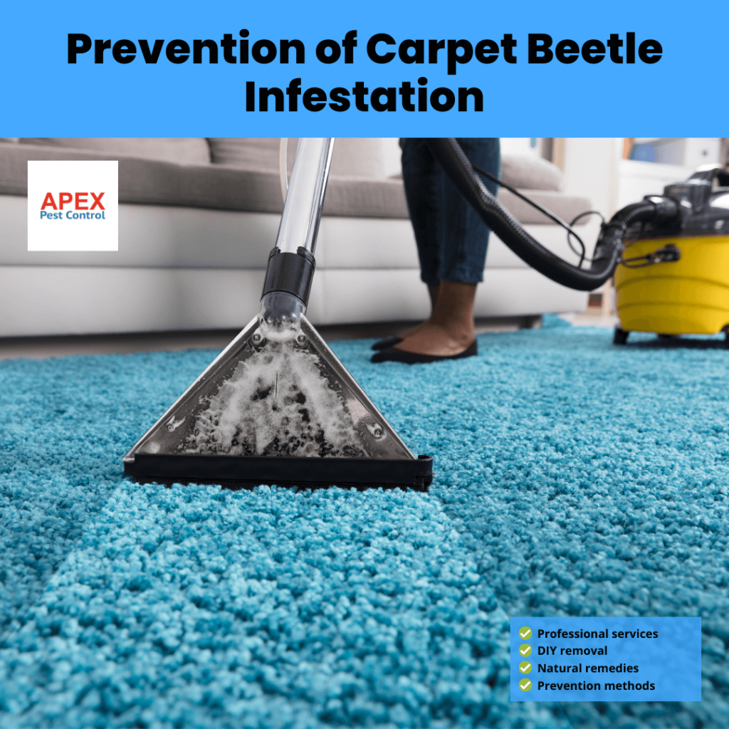 Prevention of Carpet Beetle Infestation