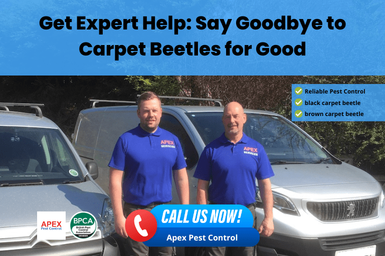 carpet beetle carpet beetle pest control carpet beetle treatment black carpet beetle