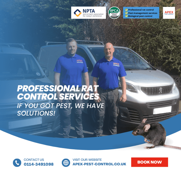 Professional Rat Control Services