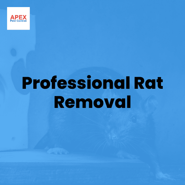 Professional Rat Removal