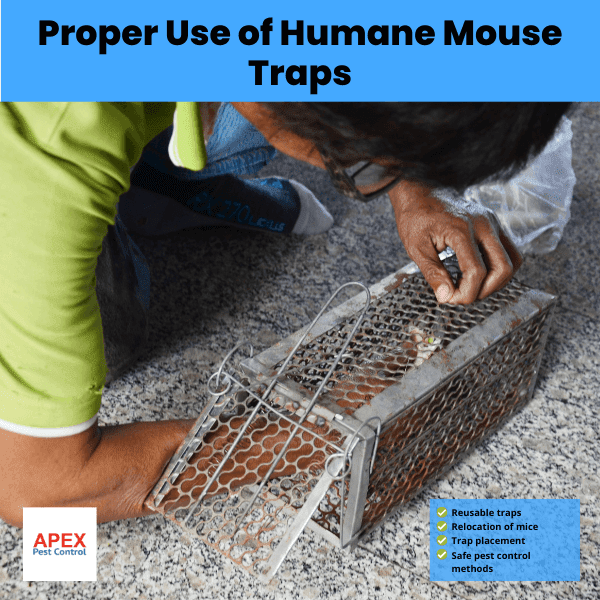 proper use of humane mouse traps