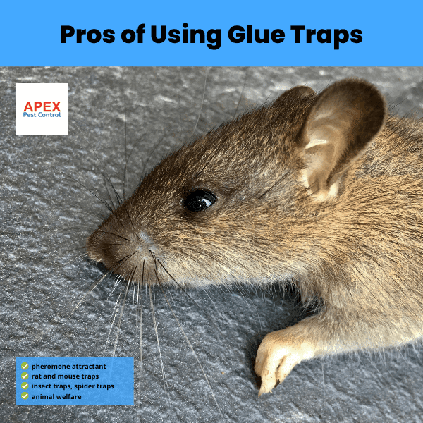 pros of using glue traps