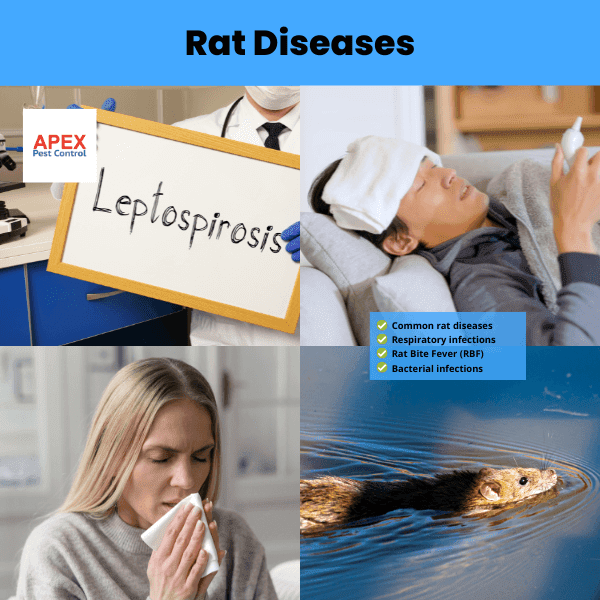 rat diseases