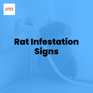 rat infestation signs