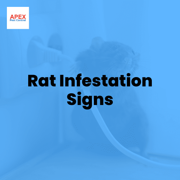 rat infestation signs