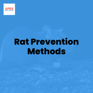 rat prevention methods