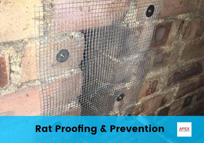 rat-proofing rodent protection