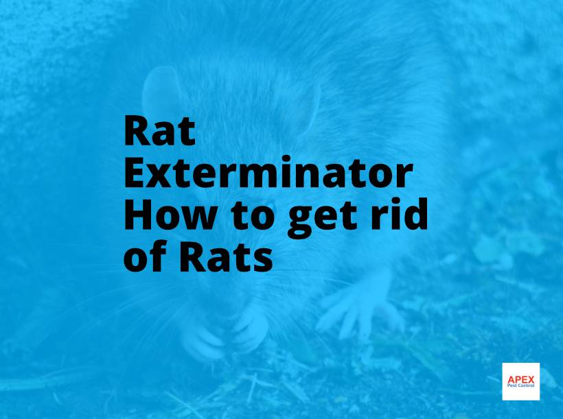 how to get rid of rats