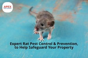 Rat pest control - brown rat walking on table