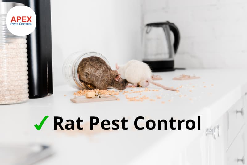 rat pest control - rats in kitchen