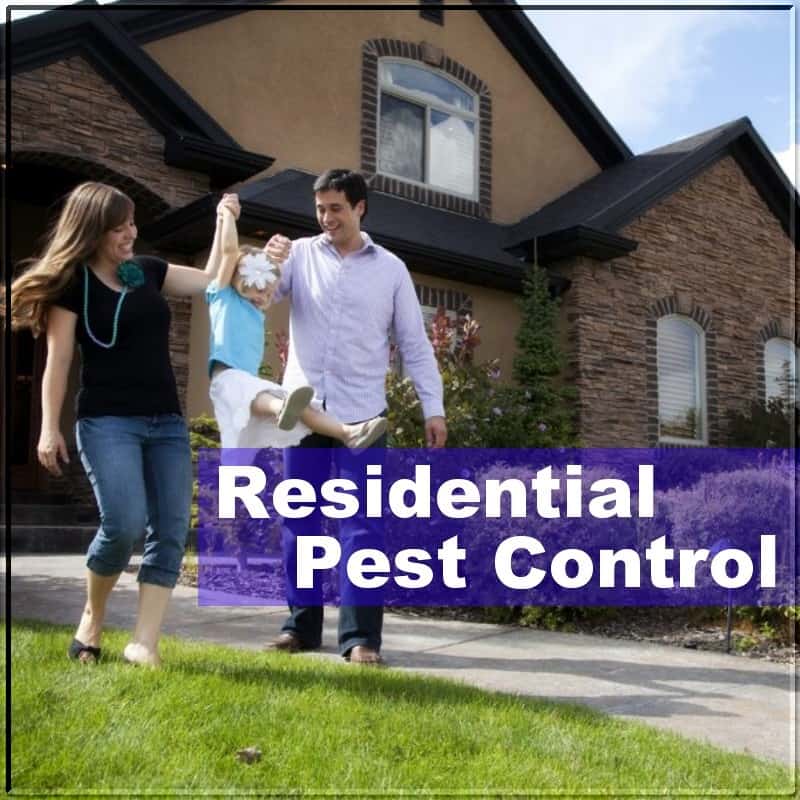 residential pest control