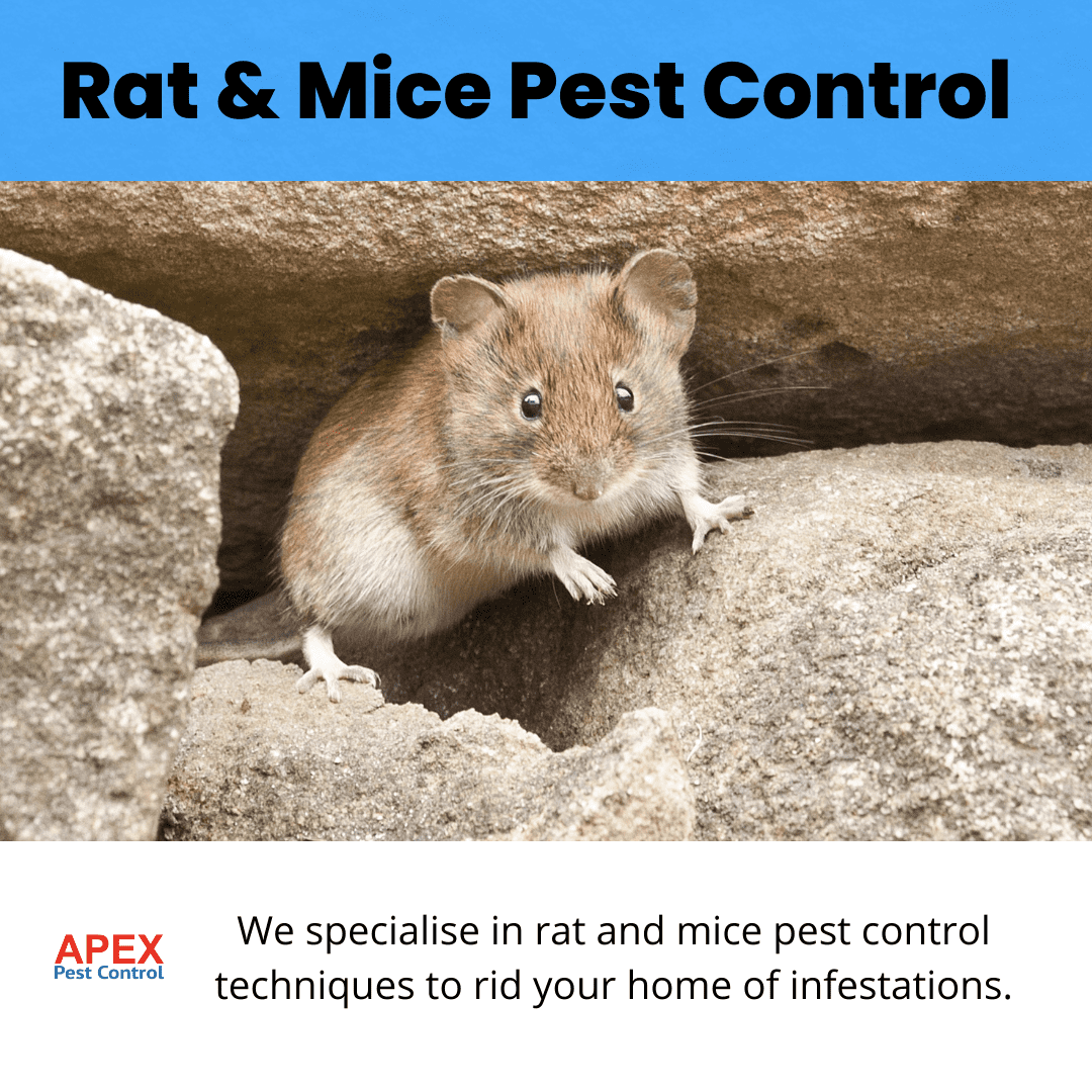 rodent control