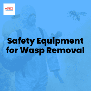 Safety Equipment for Wasp Removal