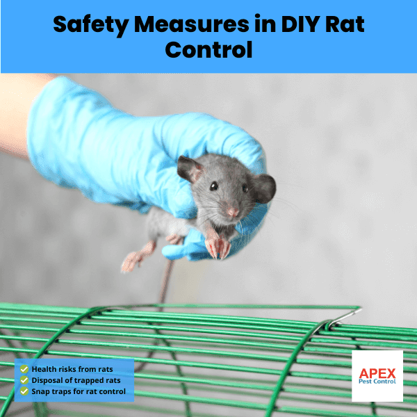 Safety Measures in DIY Rat Control