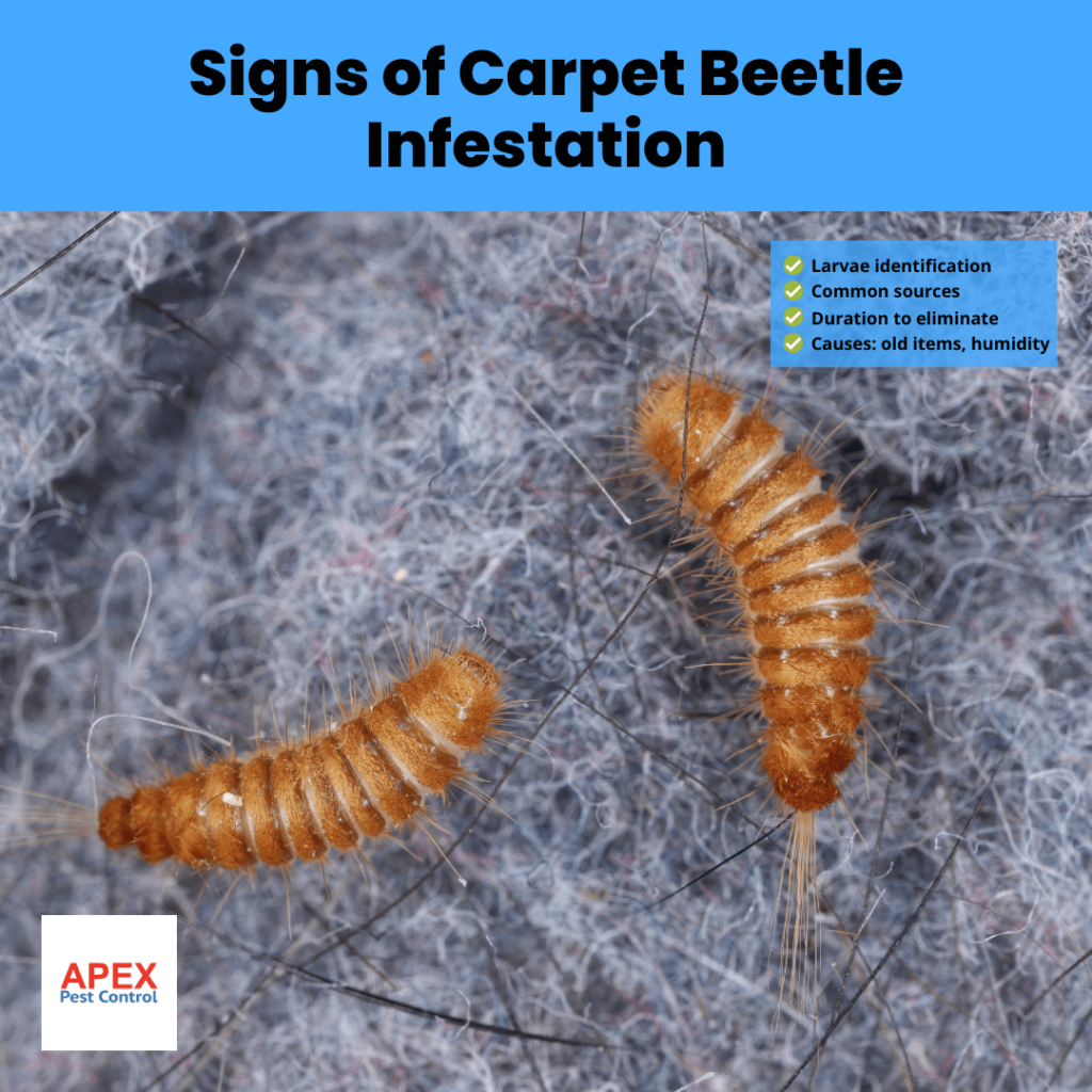 Signs of Carpet Beetle Infestation