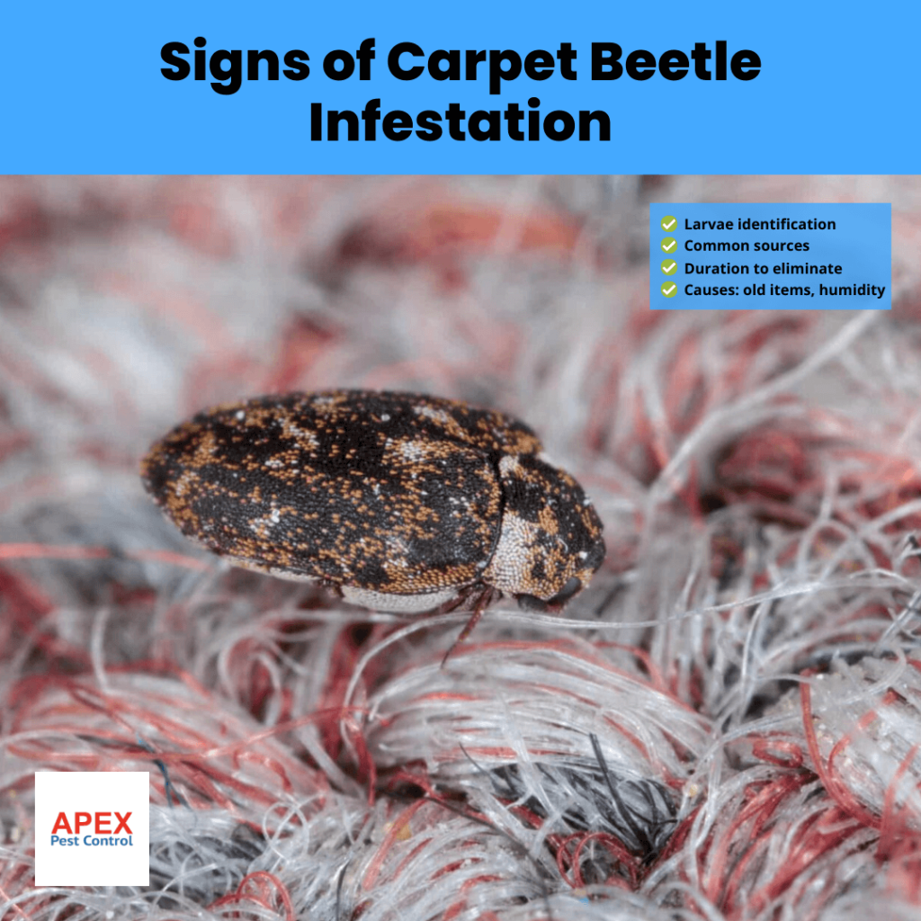 Carpet Beetle Infestation Signs