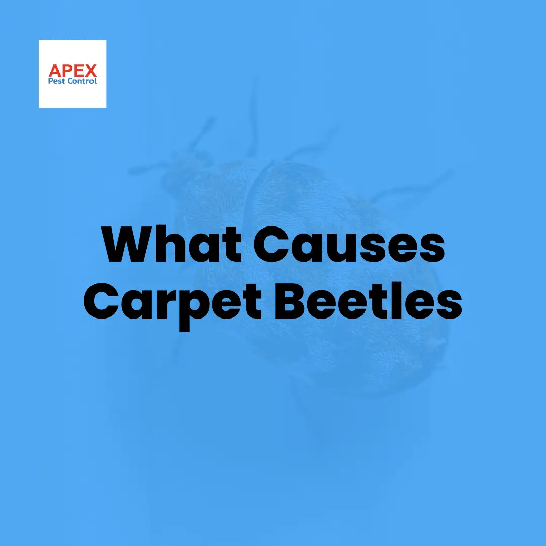 Signs of Carpet Beetles