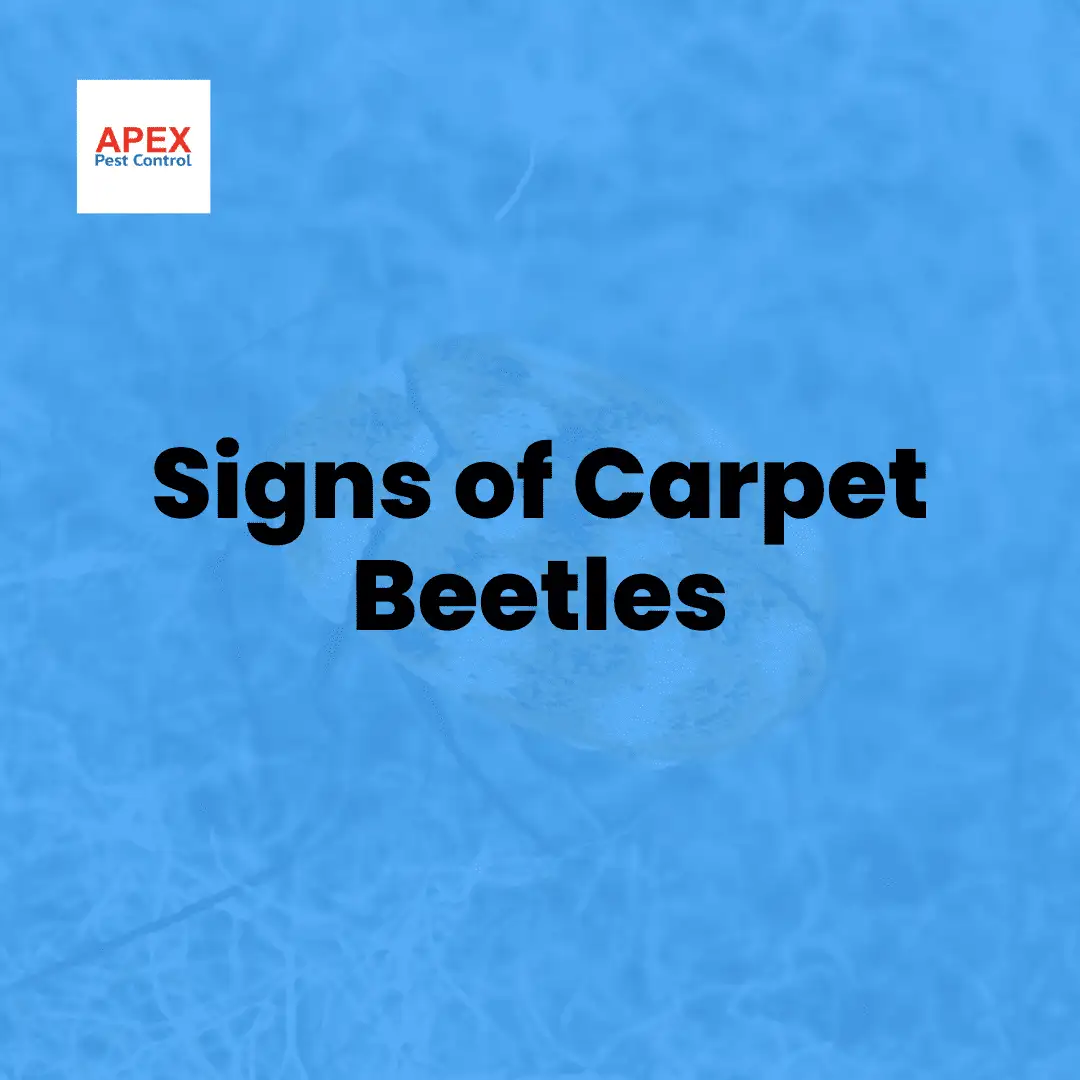 Signs of Carpet Beetles