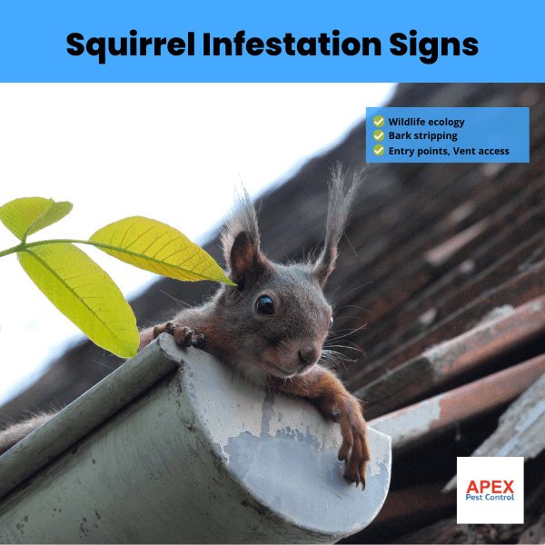 squirrel infestation signs