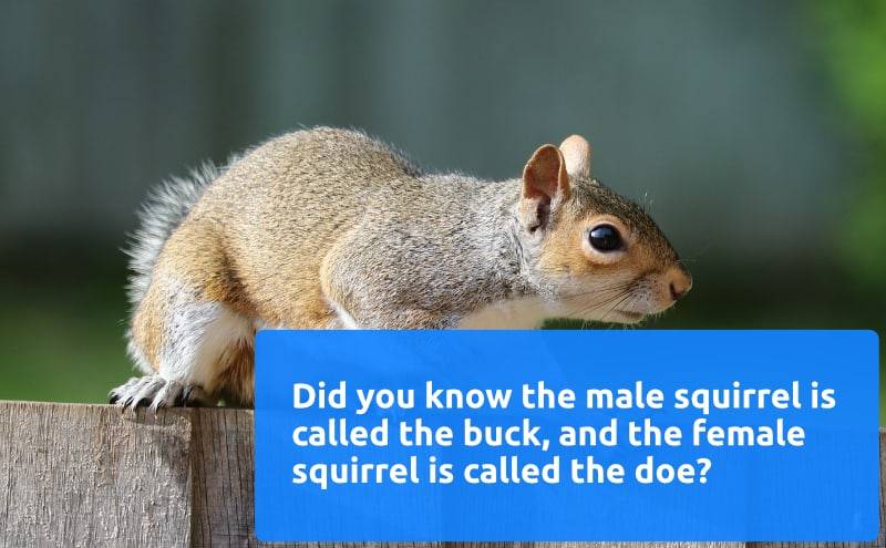 pest control squirrels facts