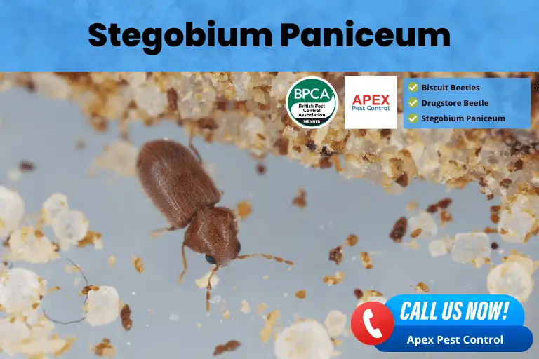 Stegobium Paniceum