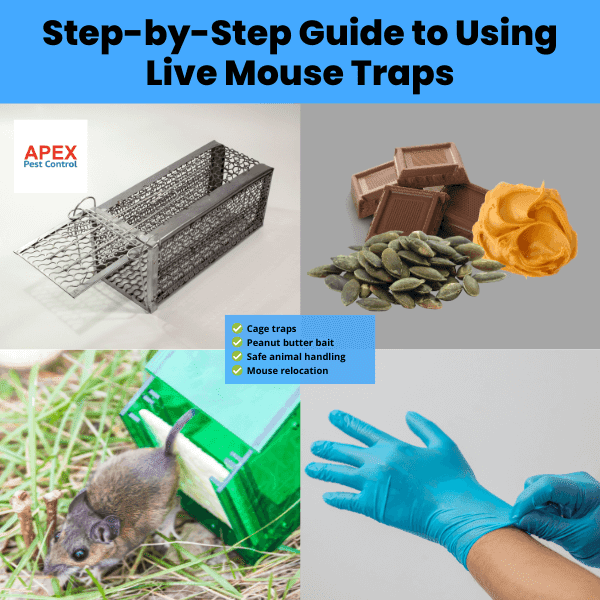 step by step guide to using live mouse traps