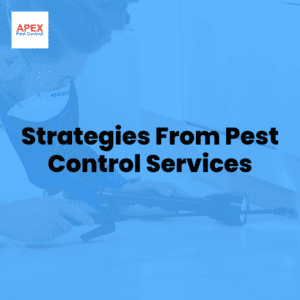 Strategies From Pest Control Services