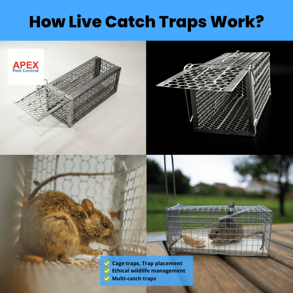 thow live catch traps work