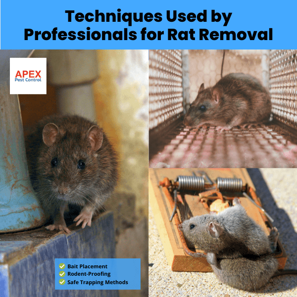 Techniques Used by Professionals for Rat Removal