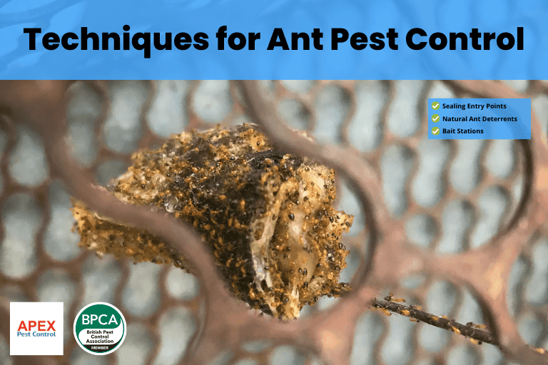 Techniques for Ant Pest Control