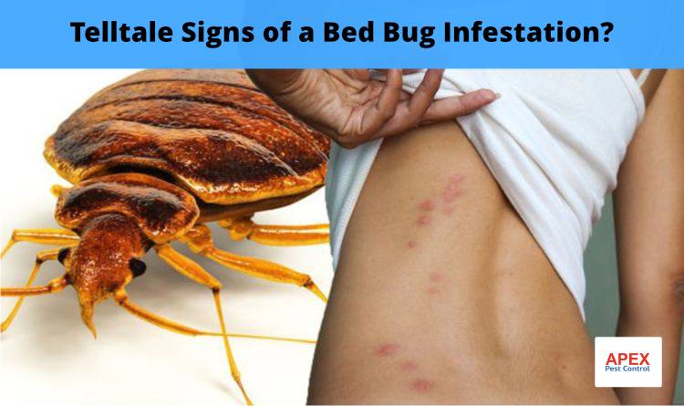 Telltale Signs of a Bed Bug