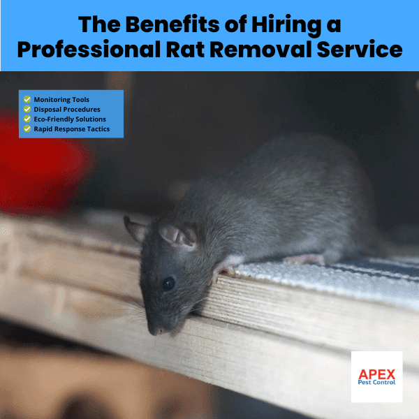 The Benefits of Hiring a Professional Rat Removal Service