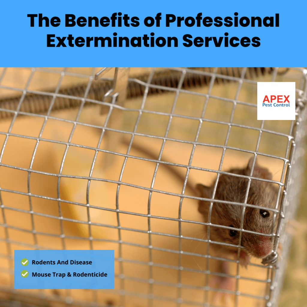 Get Rid of Mice - Professional Extermination Solutions