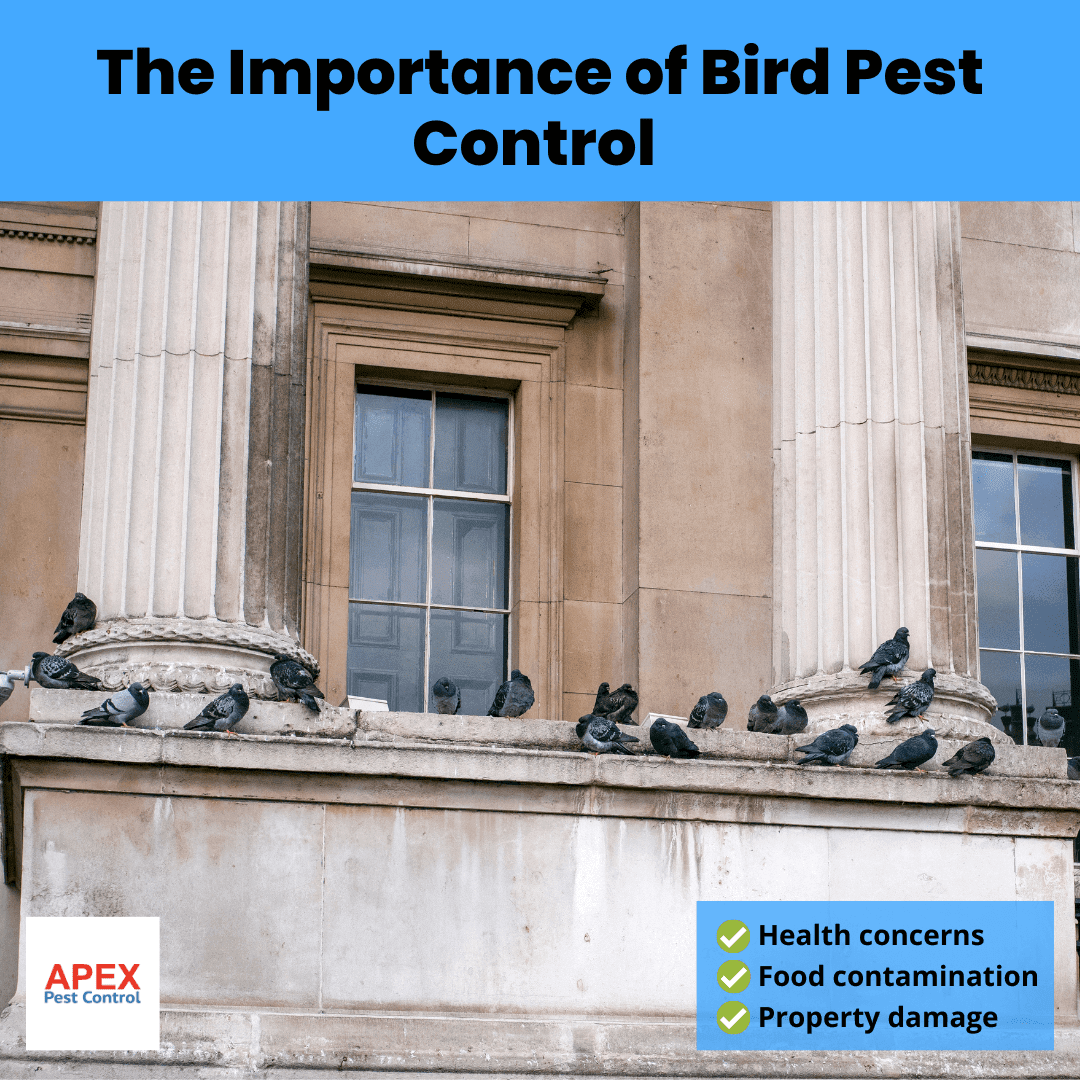 The Importance of Bird Pest Control