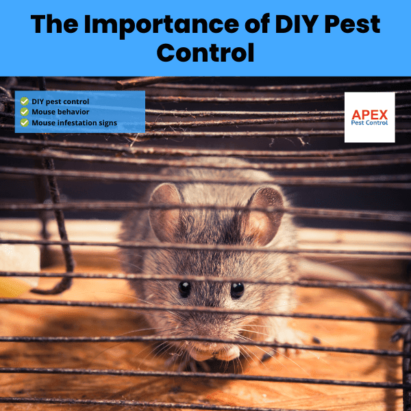 the importance of diy pest control