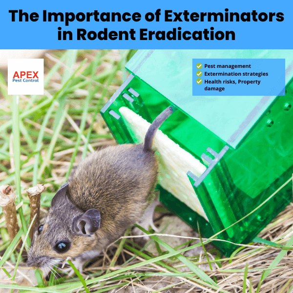 The Importance of Exterminators in Rodent Eradication