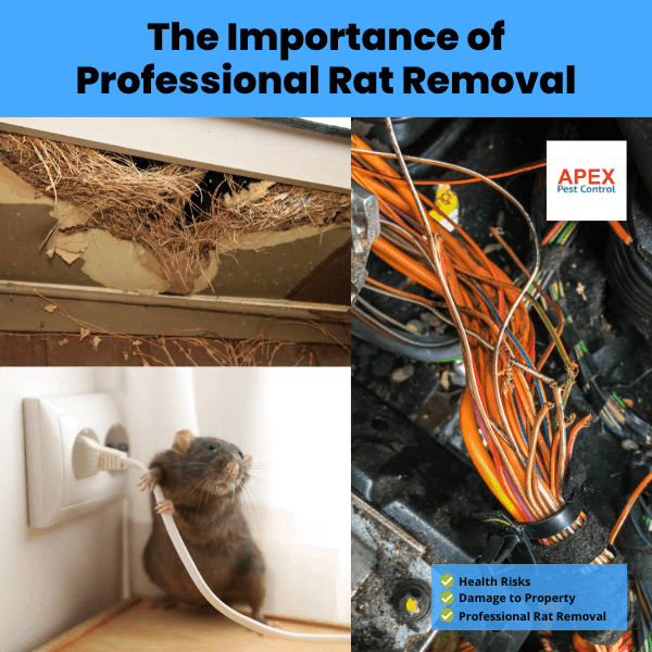 The Importance of Professional Rat Removal