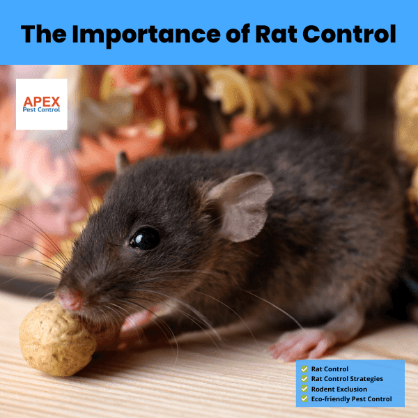 The Importance of Rat Control