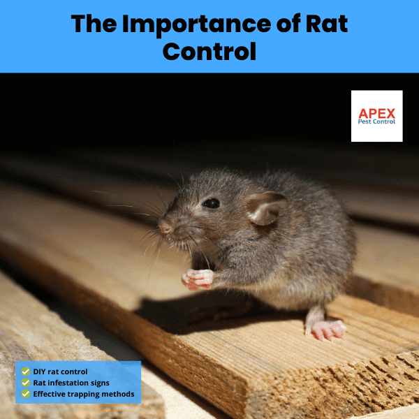 The Importance of Rat Control