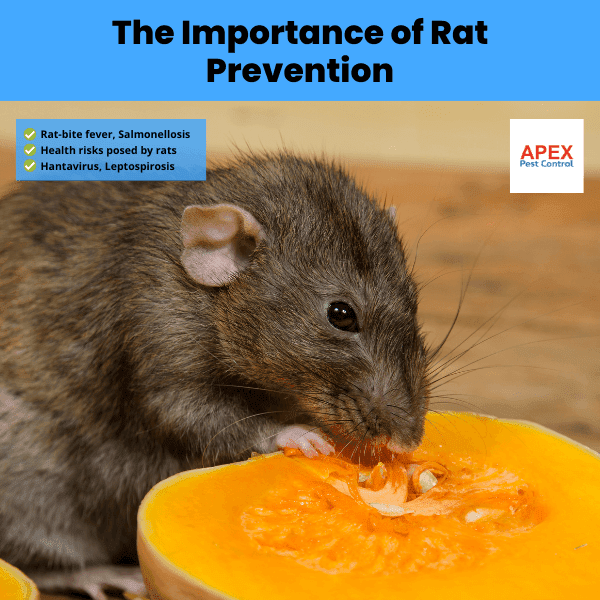 the importance of rat prevention