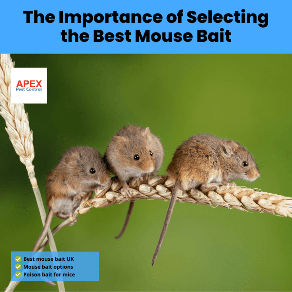 the importance of selecting the best mouse bait