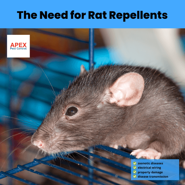 the need for rat repellents