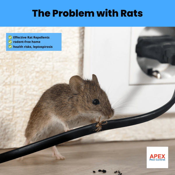 the problem with rats