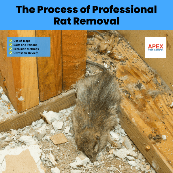 The Process of Professional Rat Removal