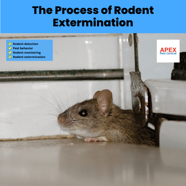 The Process of Rodent Extermination