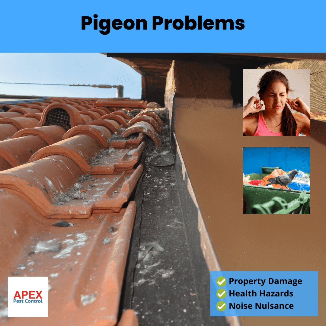 The Scoop on Pigeon Problems