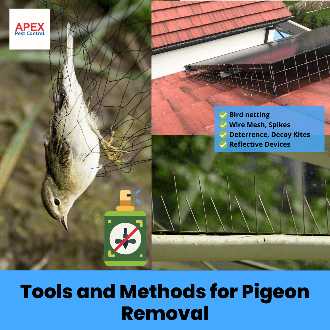 Tools and Methods for Pigeon Removal