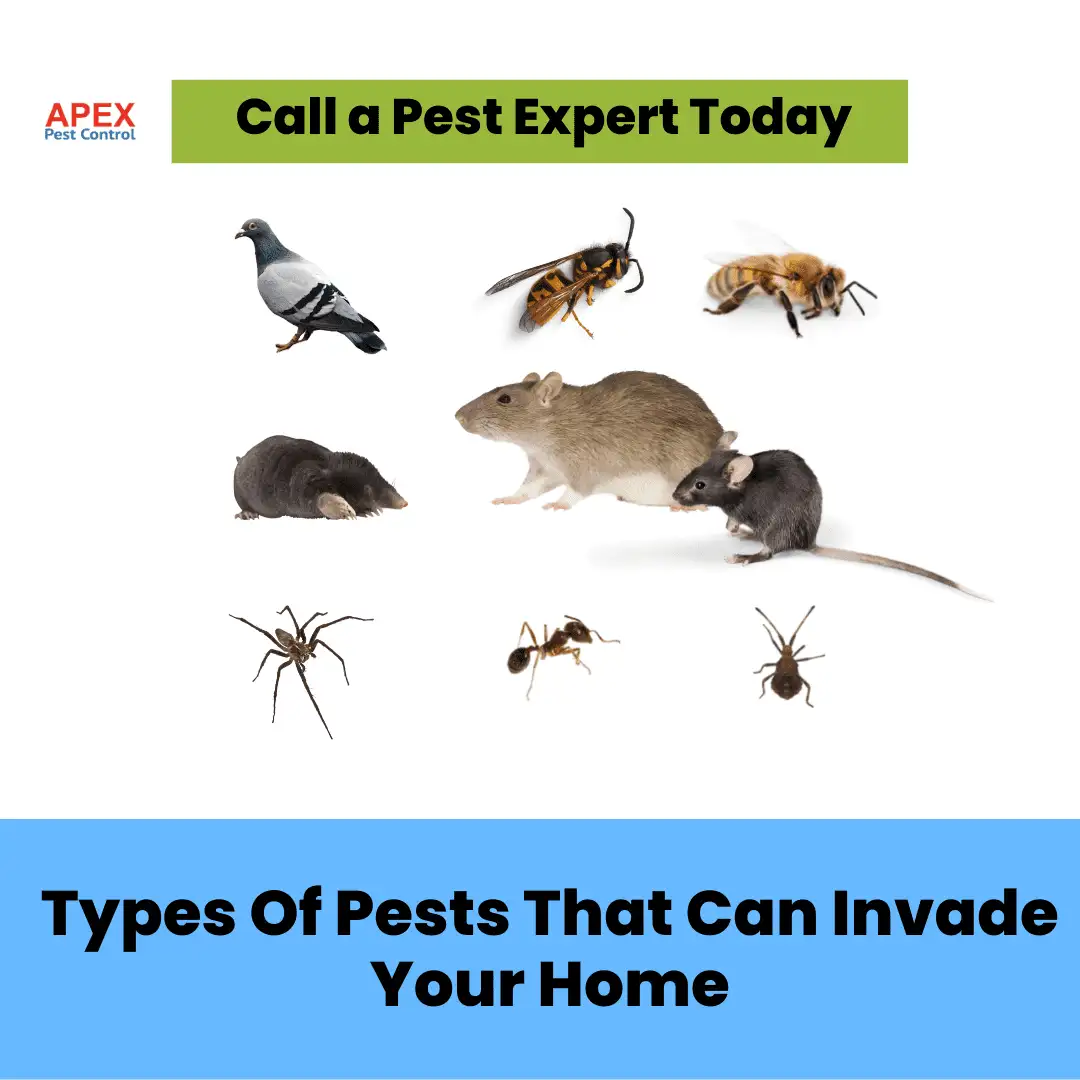 Types Of Pests That Can Invade My Home