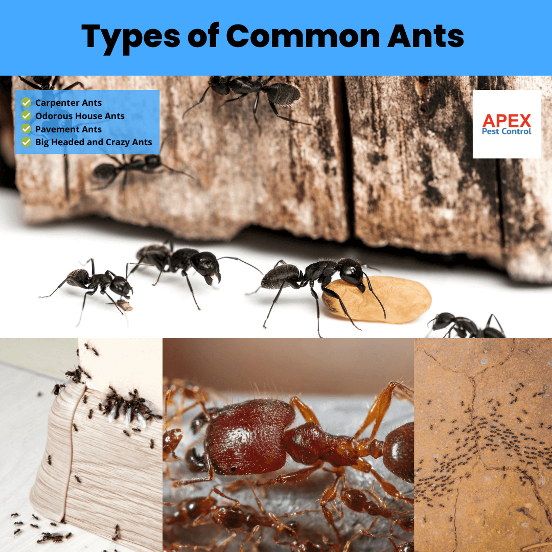 Types of Common Ants