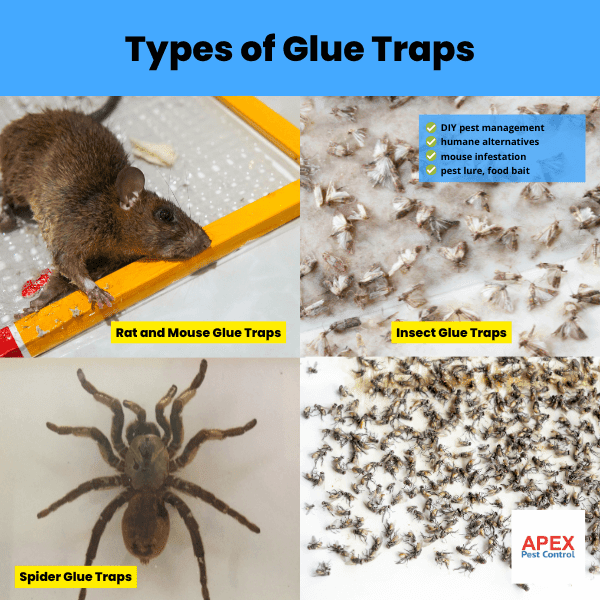 types of glue traps